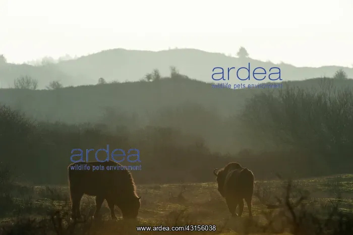 : Two European Bisons (Bison bonasus) in dune landscape : Two European Bisons (Bison bonasus) in dune landscape