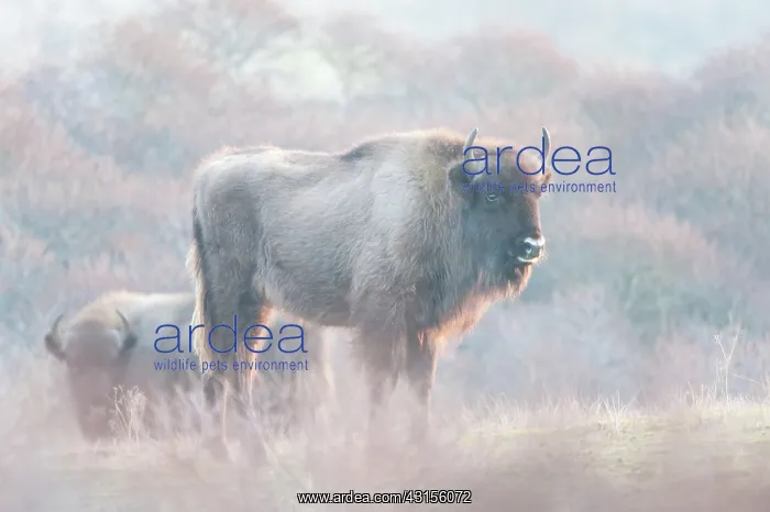 : Two European Bisons (Bison bonasus) in dune landscape : Two European Bisons (Bison bonasus) in dune landscape