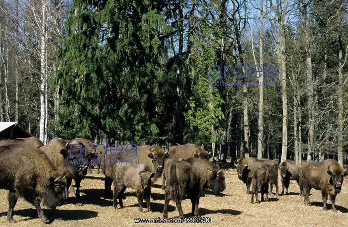 : European Bisons - graze and being feed with turnips : European Bisons - graze and being feed with turnips