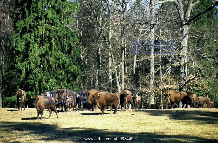 : European Bisons - large herd in a clearing in a : European Bisons - large herd in a clearing in a