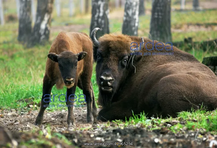 : European Bisons - young calf and a huge male - : European Bisons - young calf and a huge male -