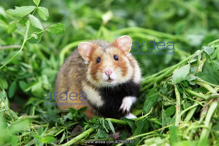 : European / Black-bellied Hamster : European / Black-bellied Hamster