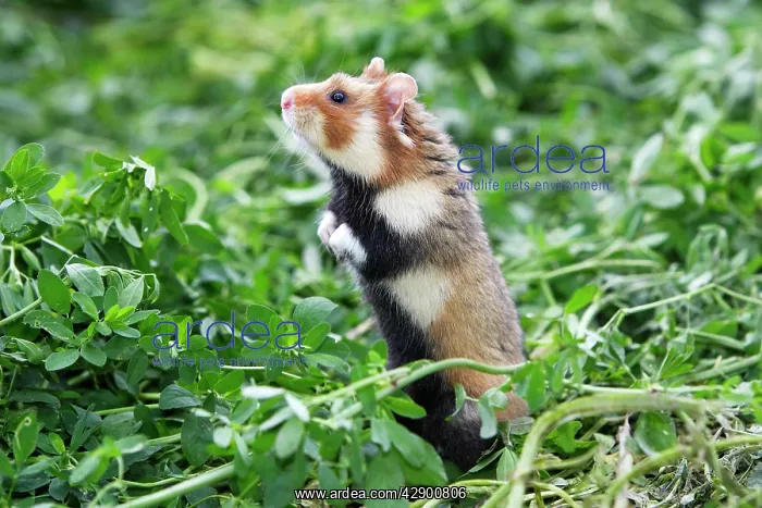 : European / Black-bellied Hamster : European / Black-bellied Hamster