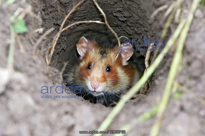 : European / Black-bellied Hamster - in burrow : European / Black-bellied Hamster - in burrow