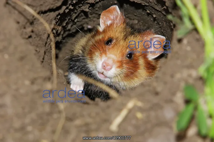 : European / Black-bellied Hamster - in burrow : European / Black-bellied Hamster - in burrow