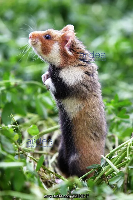 : European / Black-bellied Hamster - on hind legs : European / Black-bellied Hamster - on hind legs