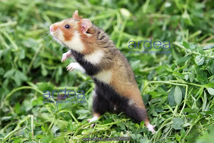: European / Black-bellied Hamster - on hind legs : European / Black-bellied Hamster - on hind legs