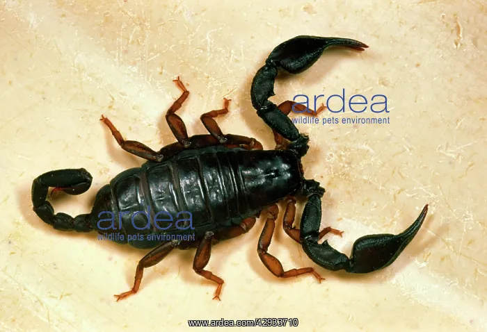 : European Black Scorpion : European Black Scorpion