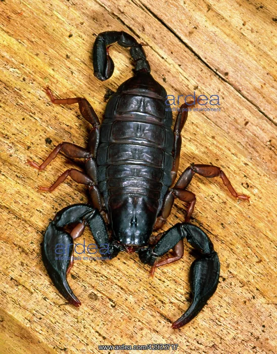 : European Black Scorpion : European Black Scorpion