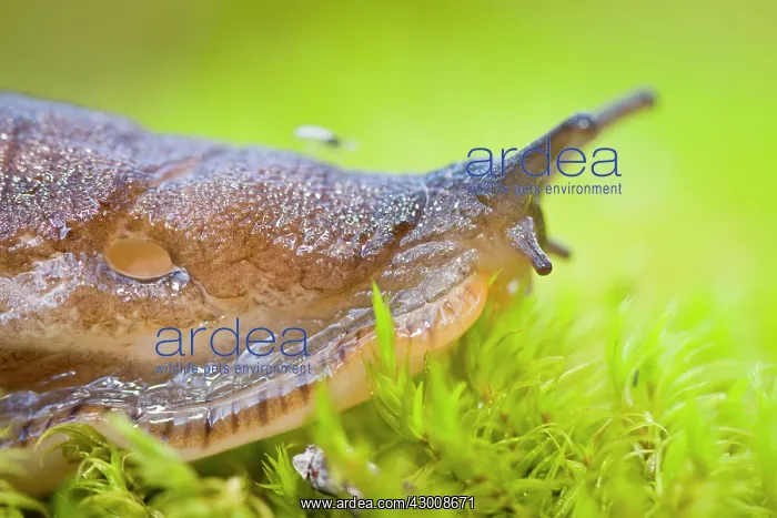 : European Black Slug : European Black Slug