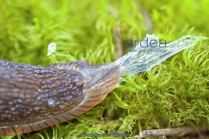 : European Black Slug : European Black Slug