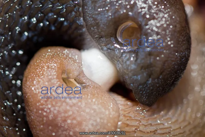 : European Black Slug : European Black Slug