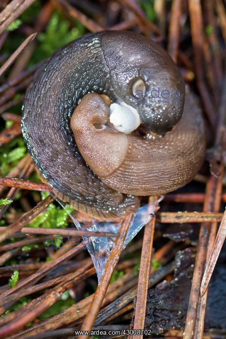 : European Black Slug : European Black Slug