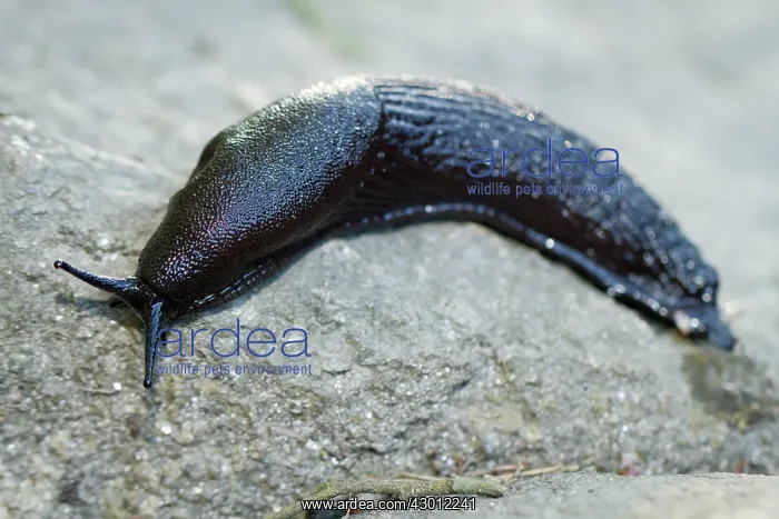 : European Black Slug adult crawling over a stone : European Black Slug adult crawling over a stone