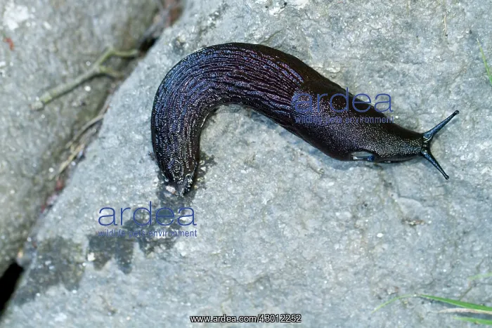: European Black Slug adult crawling over a stone : European Black Slug adult crawling over a stone