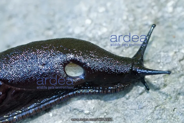 : European Black Slug adult crawling over a stone : European Black Slug adult crawling over a stone