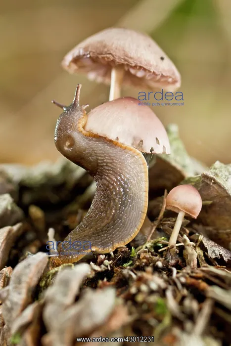 : European Black Slug young climbing a mushroom : European Black Slug young climbing a mushroom
