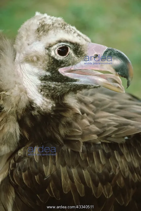 : European Black Vulture : European Black Vulture