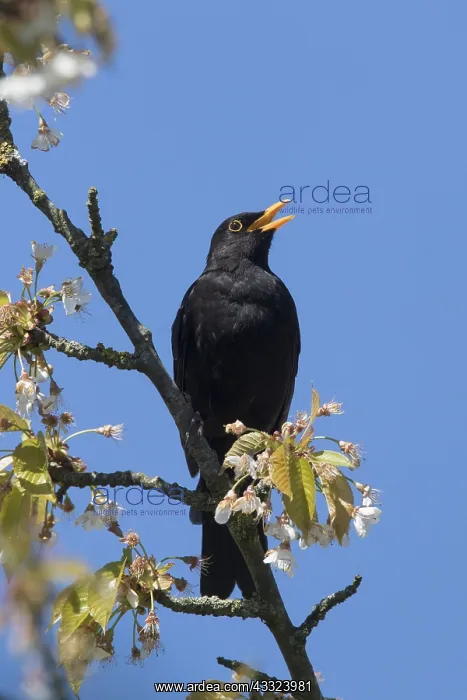 : European Blackbird - singing male - Germany : European Blackbird - singing male - Germany