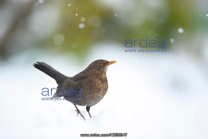 : European blackbird (Turdus merula) adult female : European blackbird (Turdus merula) adult female