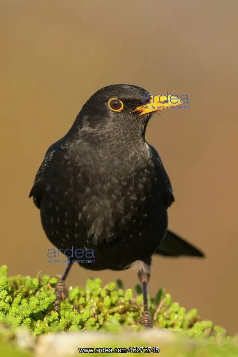 : European Blackbird (Turdus merula) adult male, alert : European Blackbird (Turdus merula) adult male, alert