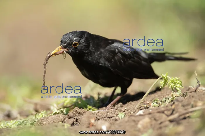  : European blackbird (Turdus merula) adult male bird