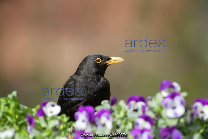 : European blackbird (Turdus merula) adult male bird : European blackbird (Turdus merula) adult male bird
