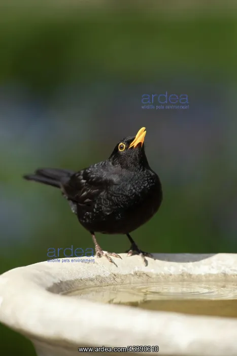 : European blackbird (Turdus merula) adult male bird : European blackbird (Turdus merula) adult male bird