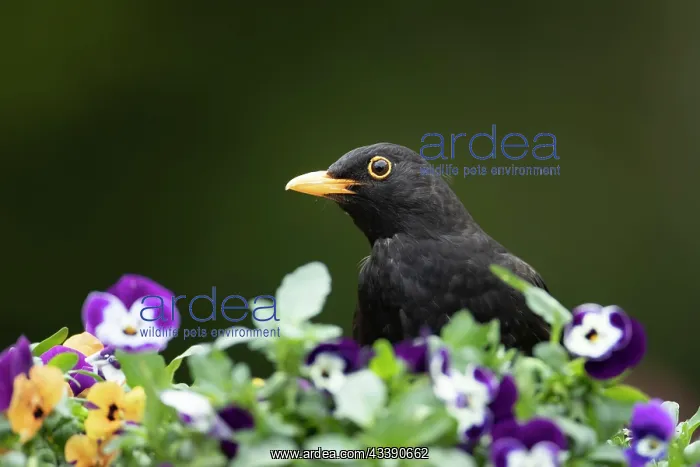 : European blackbird (Turdus merula) adult male bird : European blackbird (Turdus merula) adult male bird