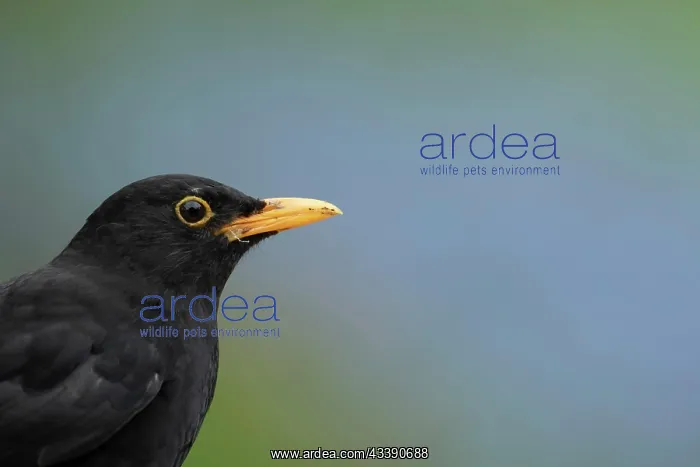 : European blackbird (Turdus merula) adult male bird : European blackbird (Turdus merula) adult male bird