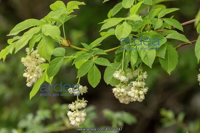 : European bladdernut, Staphylea pinnata, in flower : European bladdernut, Staphylea pinnata, in flower