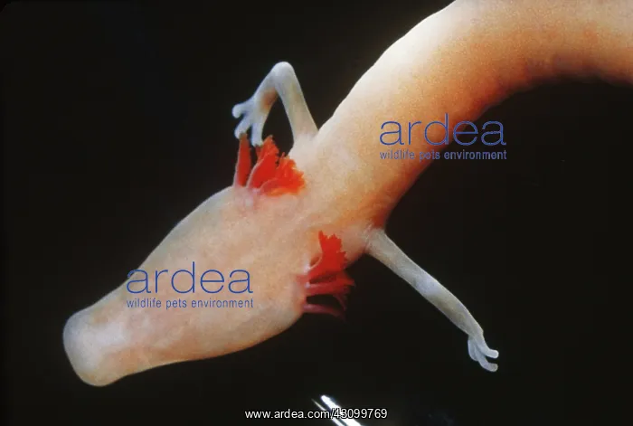 : European blind cave salamander : European blind cave salamander