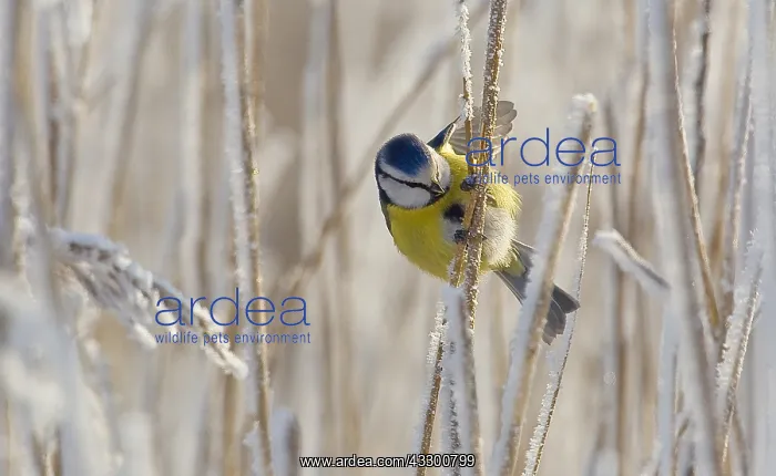 : European Blue Tit (Cyanistes caeruleus) male pe : European Blue Tit (Cyanistes caeruleus) male pe