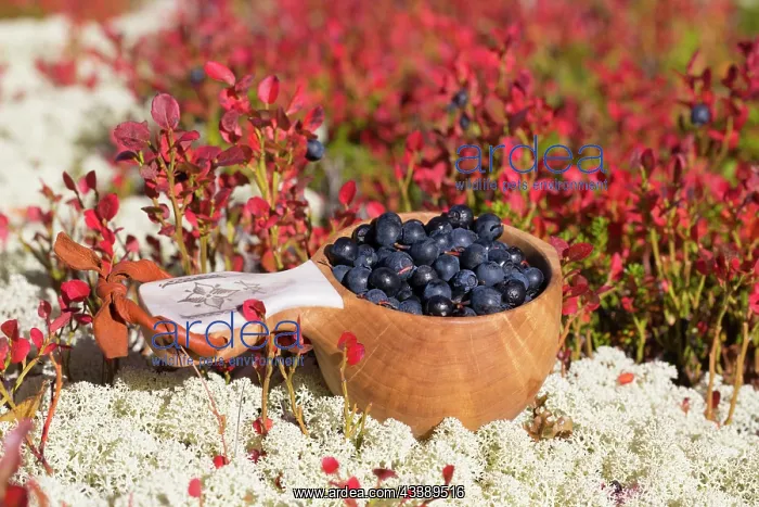 : European Blueberry : European Blueberry