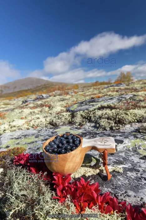 : European Blueberry : European Blueberry