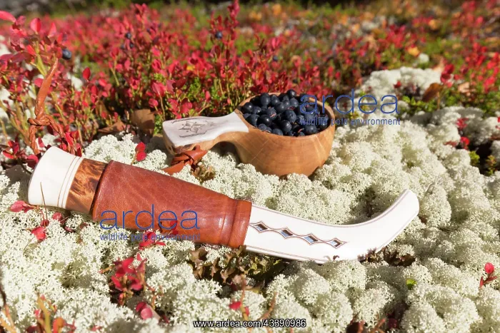 : European Blueberry : European Blueberry