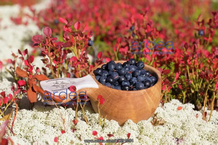 : European Blueberry : European Blueberry