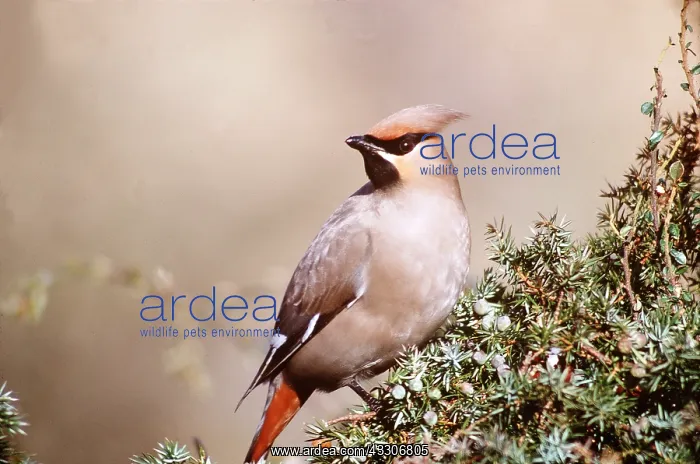 : European / Bohemian WAXWING : European / Bohemian WAXWING