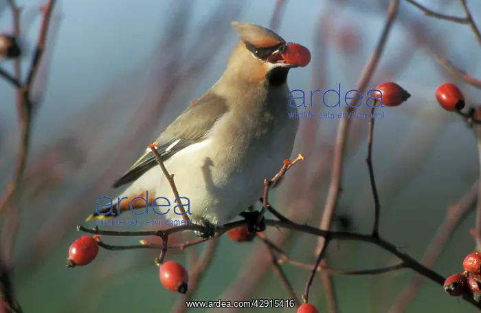 : European / Bohemian WAXWING - eating rosehips : European / Bohemian WAXWING - eating rosehips