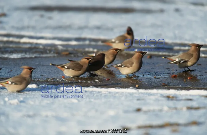 : European / Bohemian WAXWING - group on frozen ground : European / Bohemian WAXWING - group on frozen ground
