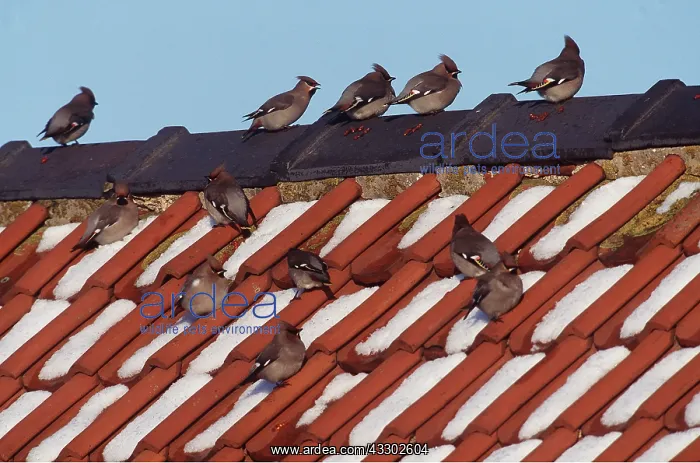 : European / Bohemian WAXWING - group on roof : European / Bohemian WAXWING - group on roof