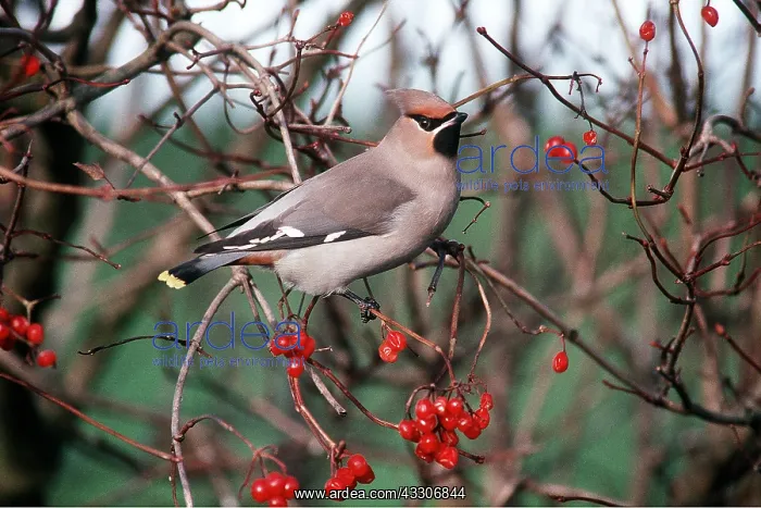  : European  /  Bohemian WAXWING - in hawthorn tree