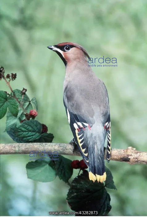 : European / Bohemian WAXWING - near berries : European / Bohemian WAXWING - near berries