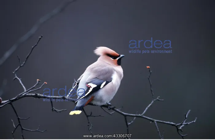 : European / Bohemian WAXWING - perched on branch : European / Bohemian WAXWING - perched on branch