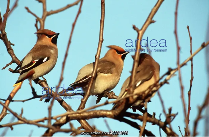 : European / Bohemian WAXWING - in tree : European / Bohemian WAXWING - in tree