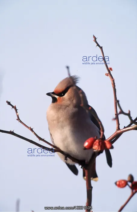 : European / Bohemian WAXWING - on twig : European / Bohemian WAXWING - on twig