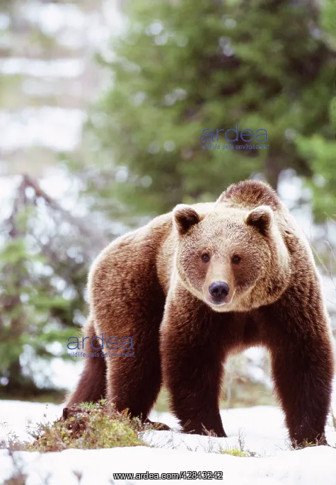 : European Brown Bear : European Brown Bear