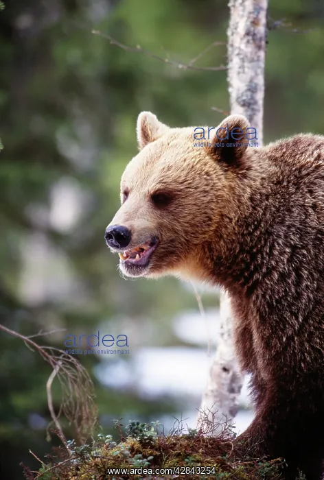 : European Brown Bear : European Brown Bear