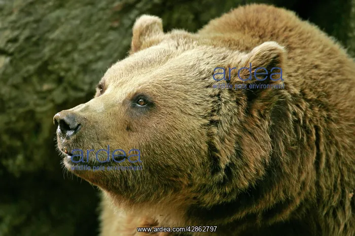 : European Brown Bear : European Brown Bear