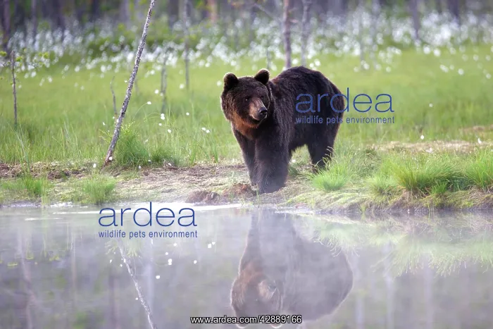  : European Brown Bear